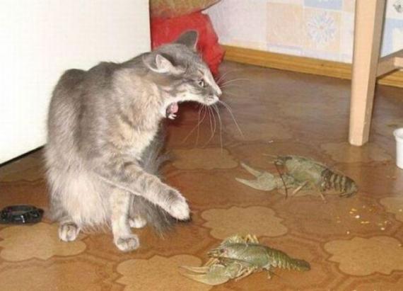 虾米玩意 啊吓死猫了