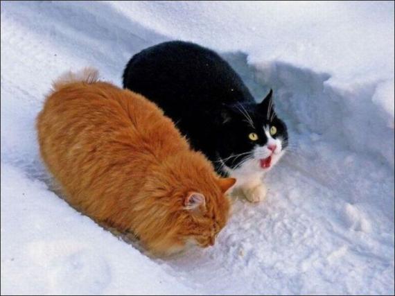 2只肥猫 惊叹...
