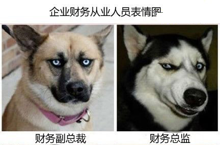 狗狗工作中状态表情秀。