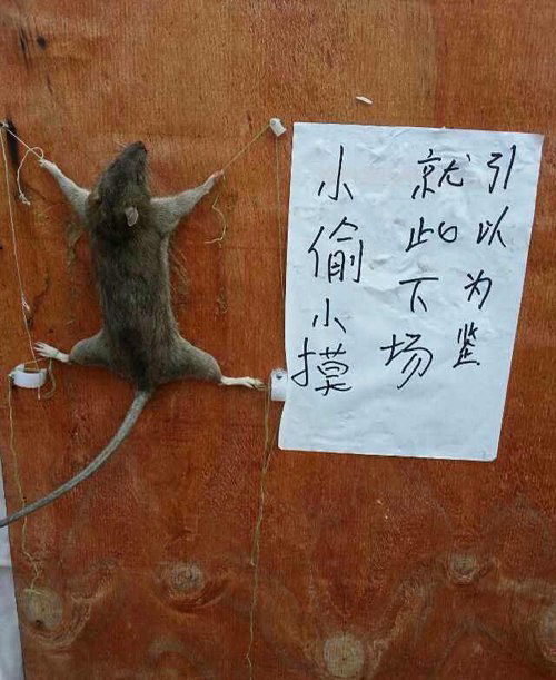 以老鼠为戒，下不为例。