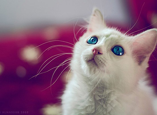 贵妇人猫咪妃子